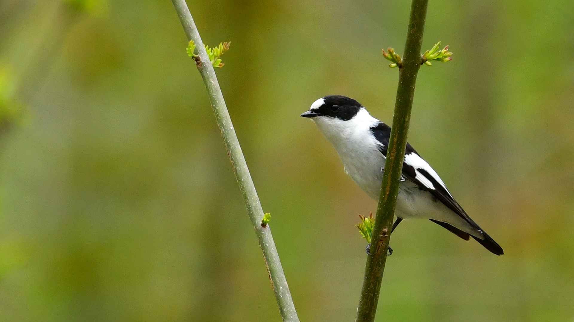 Collared Flycatcher